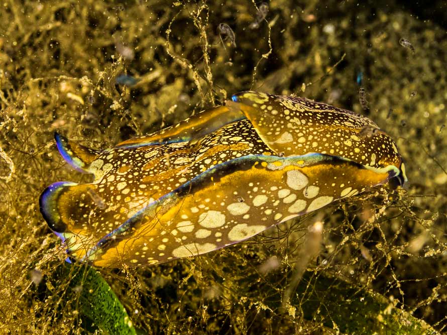 Philinopsis speciosa